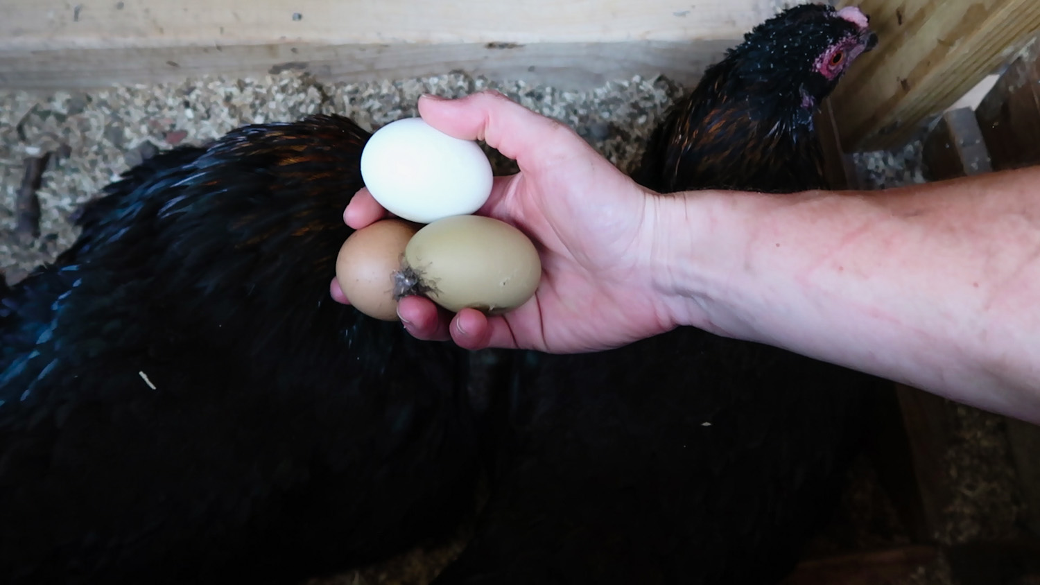 Raising Chickens 101: Collecting, Storing, and Hatching Chicken